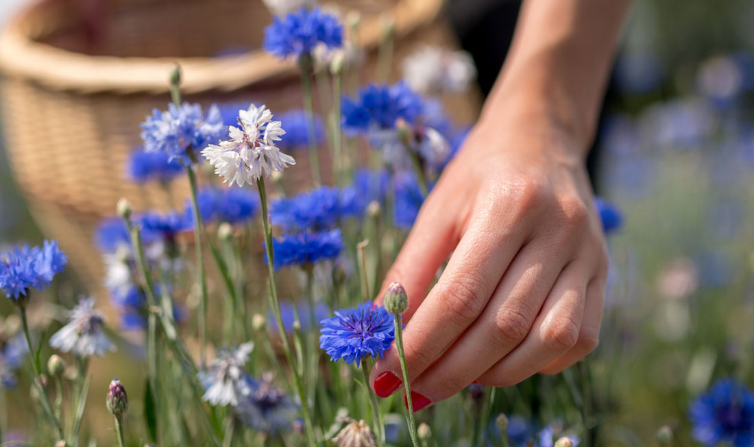 1707_bleuet_Image1_1100x652 sowimage