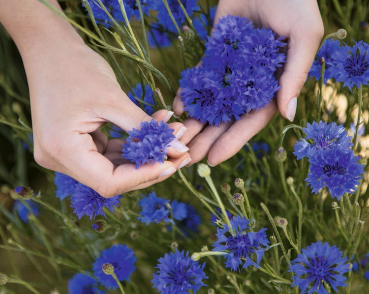 Warum ist die Kornblume blau?
