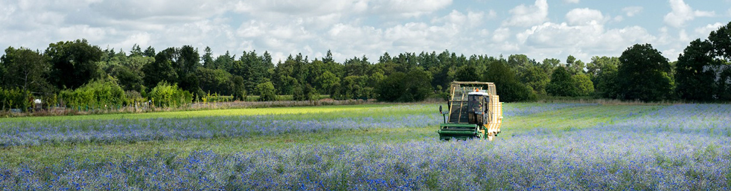 Kornblume-Blumenfelder-La-Gacilly-Yves-Rocher