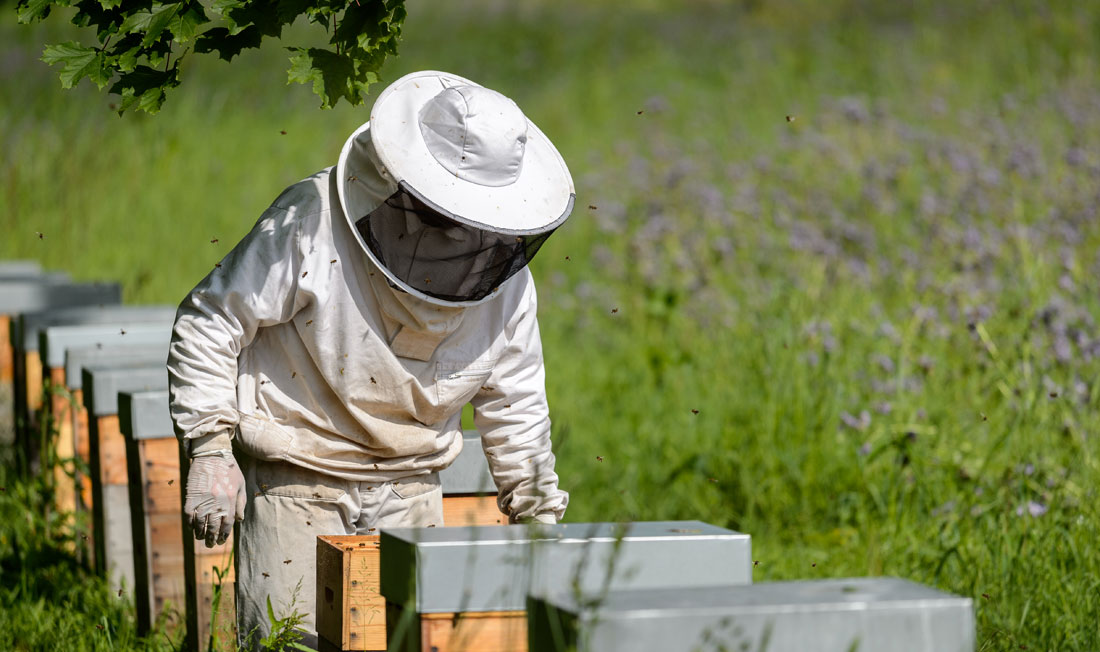 Bienen_Ausflug_Natur