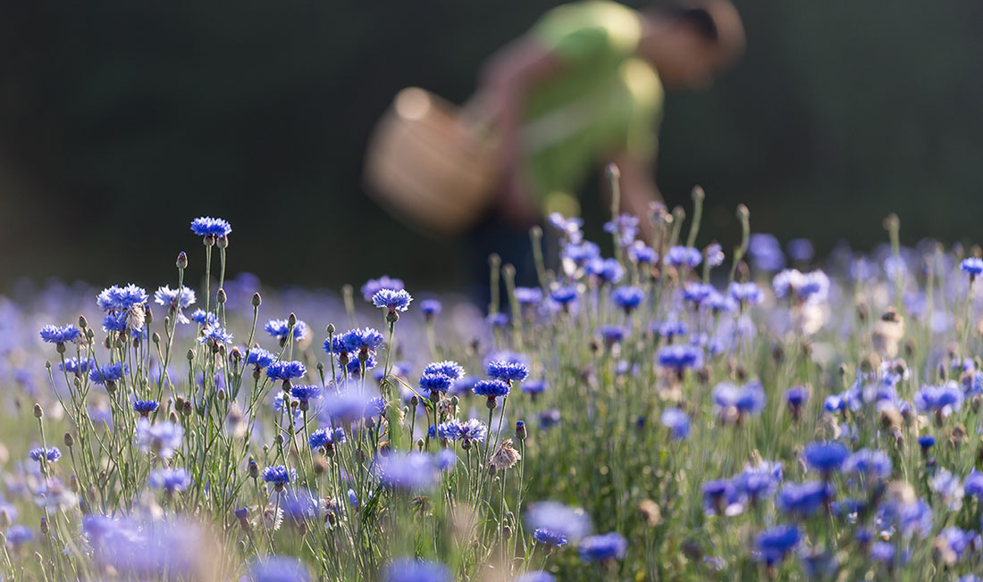 Blumenwiese_Mensch_Ausflug_Natur