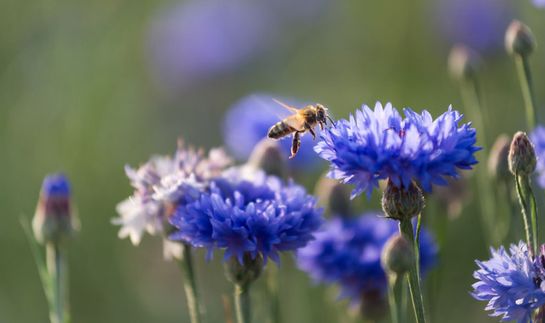 Biene_mit_Blume_Ausflug_Natur