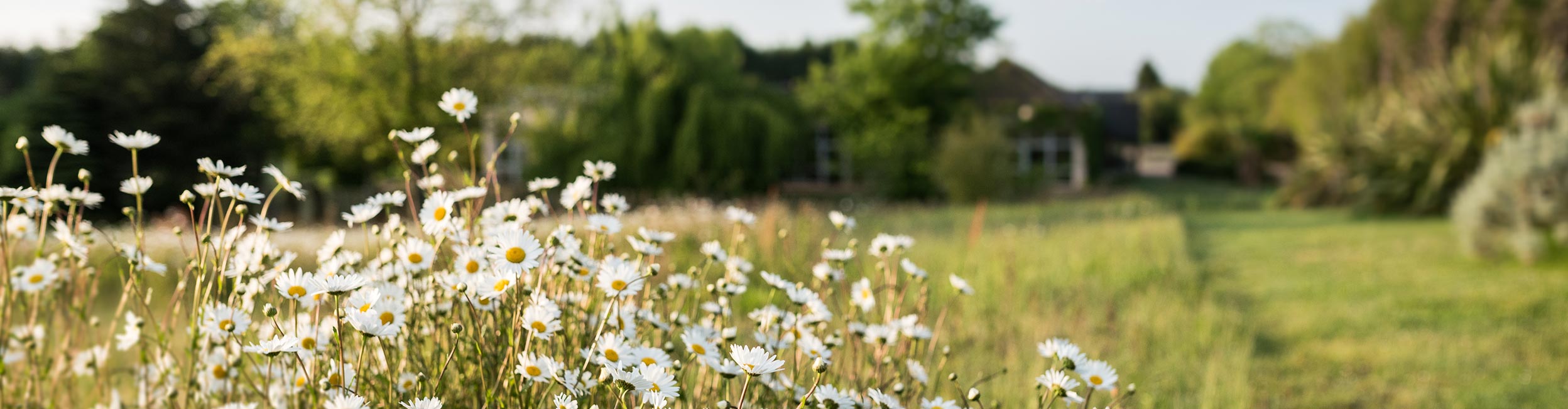 Blumenwiese_Ausflug_Natur