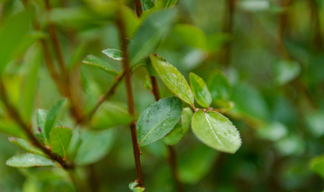 1710_escale_Image3_1100x652 sowimage