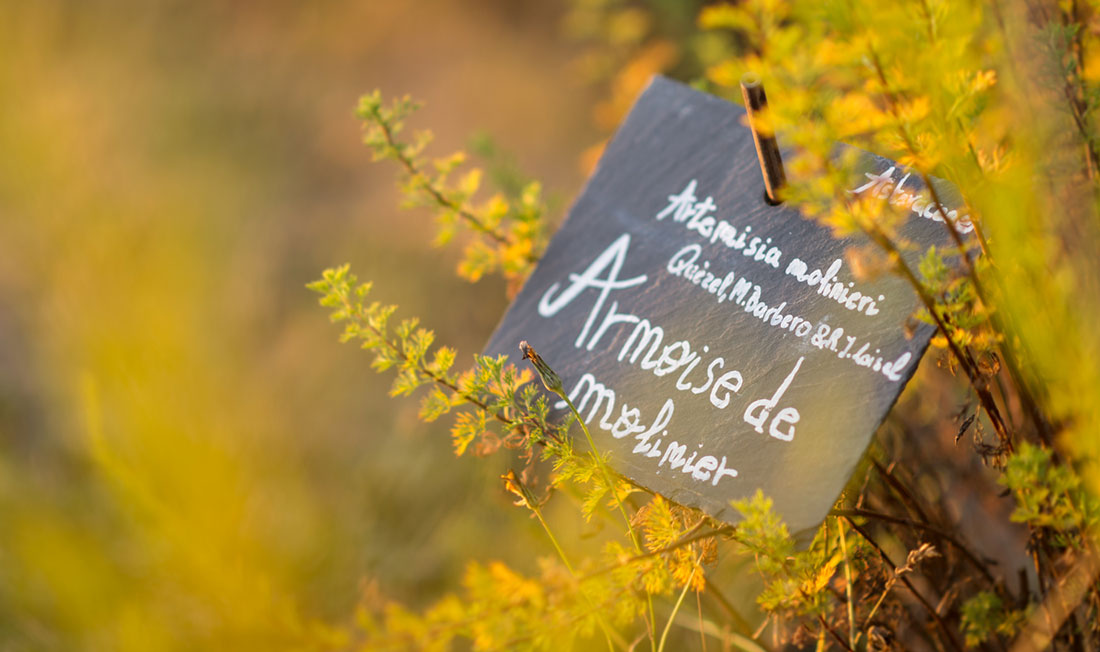 Ein Schild, das im Beet des botanischen Gartens von Yves Rocher steckt, zeigt um welche Pflanzensorte es sich handelt