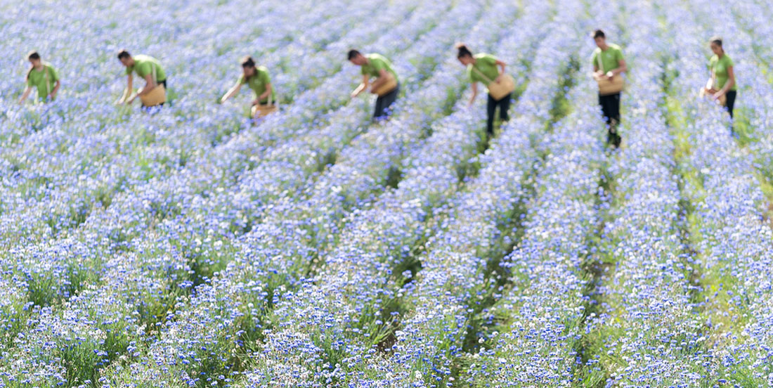 Sieben Gärtner arbeiten auf einem Kornblumenfeld in La Gacilly 