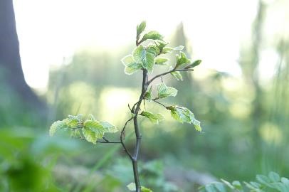 gepflanzter Baum sowimage