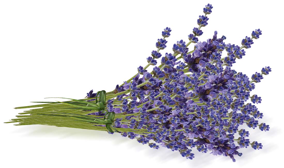 Die Wunderwaffe für zart gepflegte Sommerfüße: Lavendel