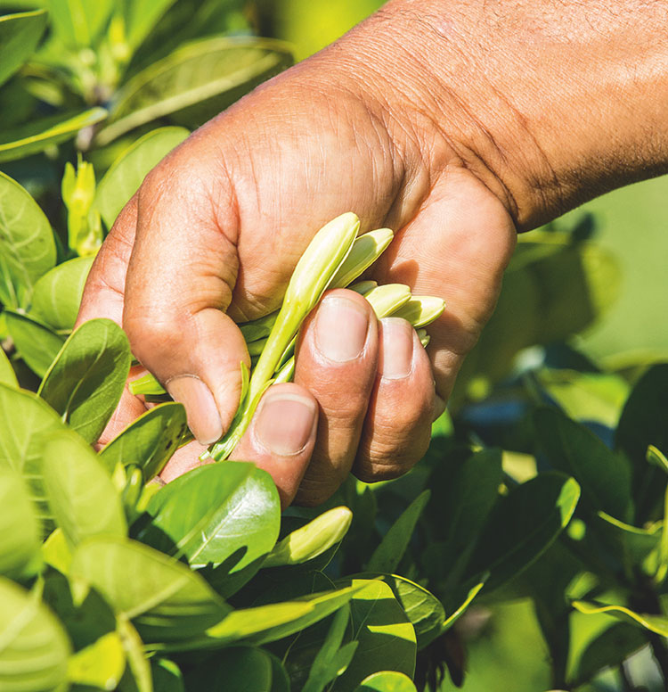 Focus op Monoï en de Tiarébloem!