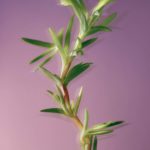 Edulis la plante par Yves Rocher