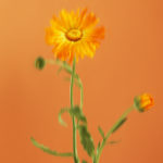 calendula sur fond orangé par yves rocher