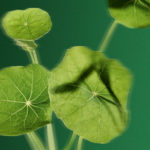 la capucine sur fond vert par yves rocher