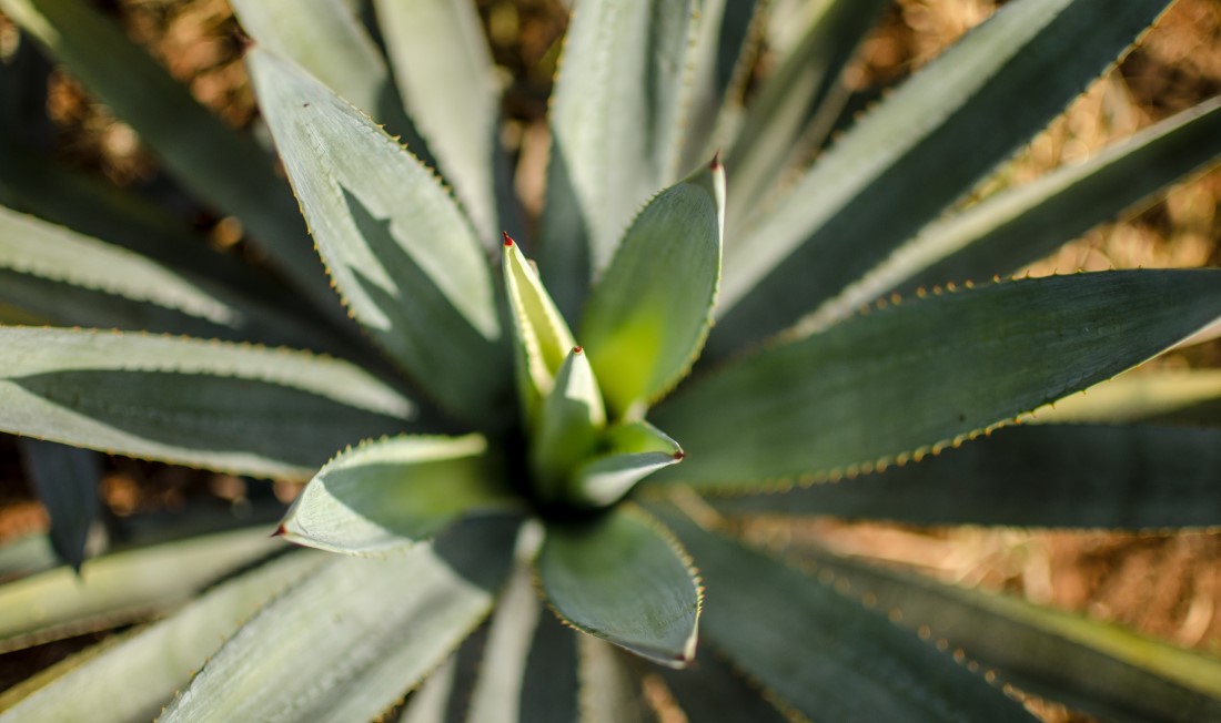 Agave anti chute Yves Rocher