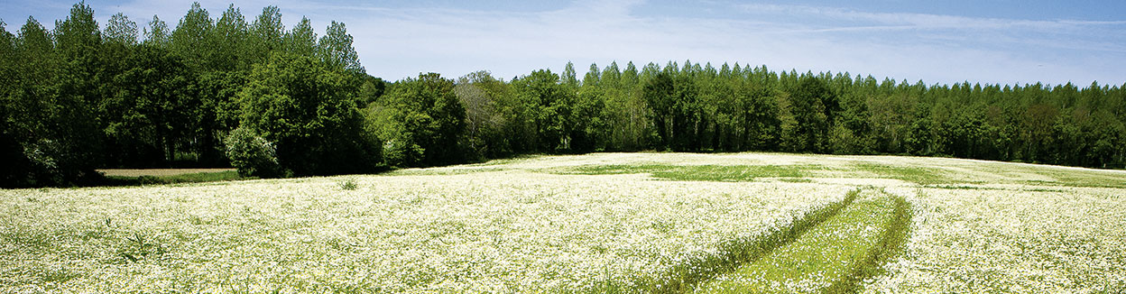 Champ de Camomille