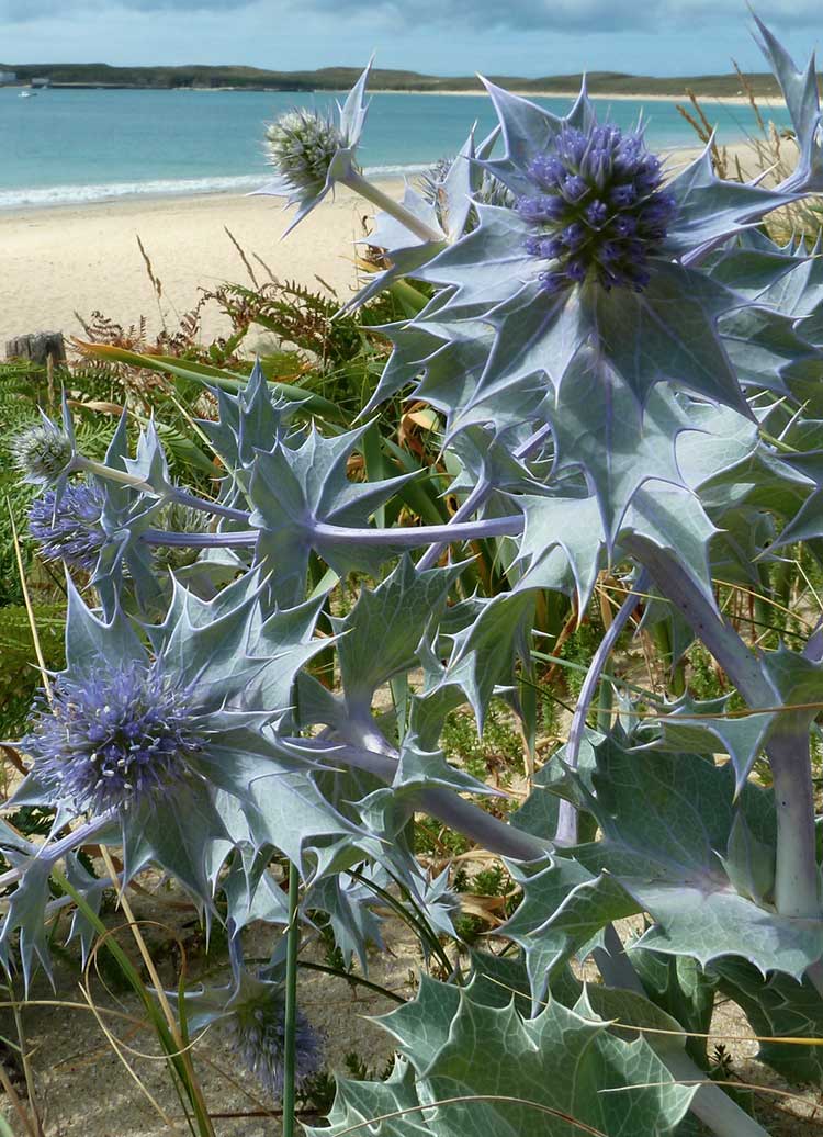 L’Étoile des Dunes