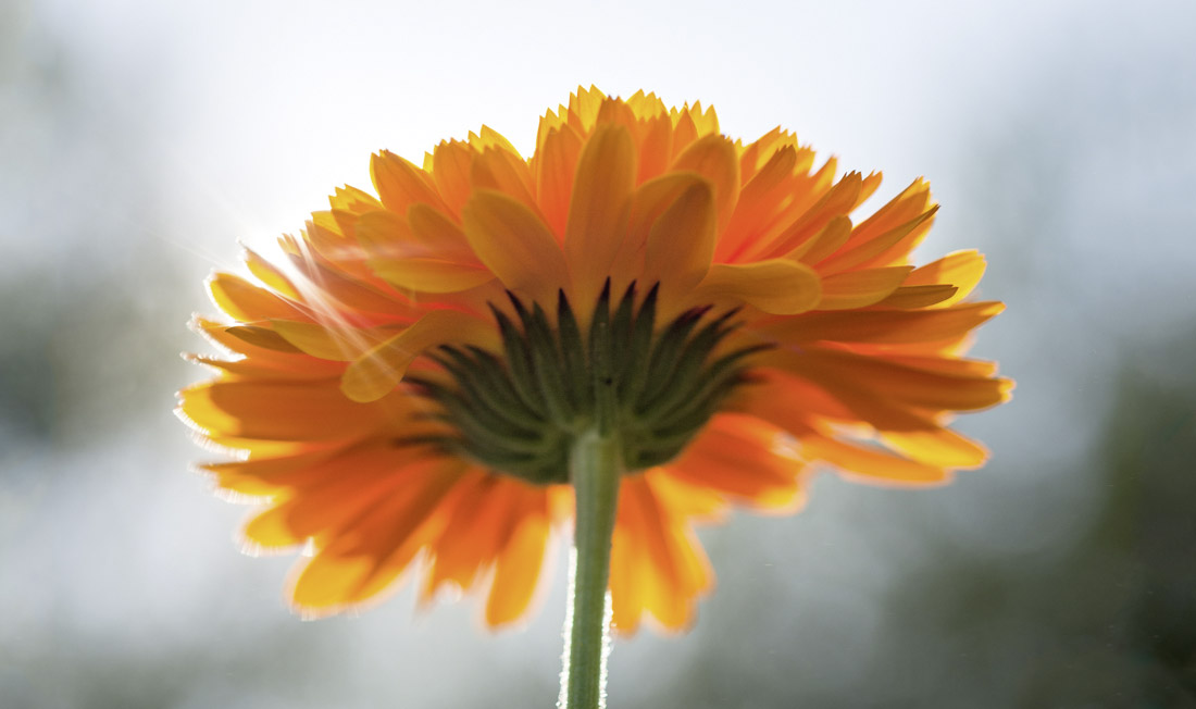 Calendula