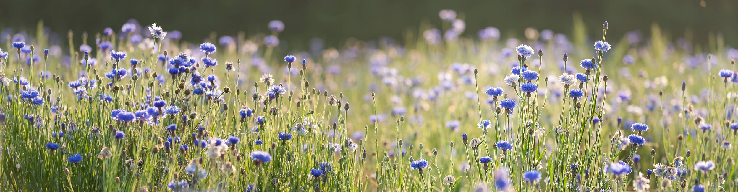 Champs de bleuet