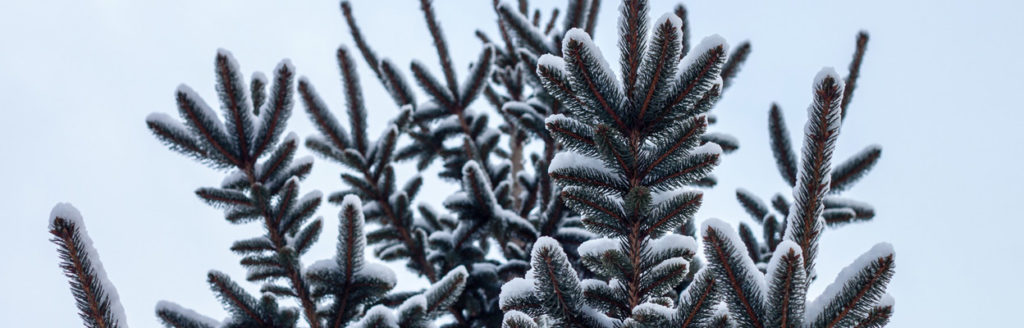 A fir