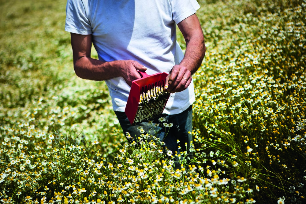 Récolte manuelle Camomille Matricaire Bio, La Gacilly