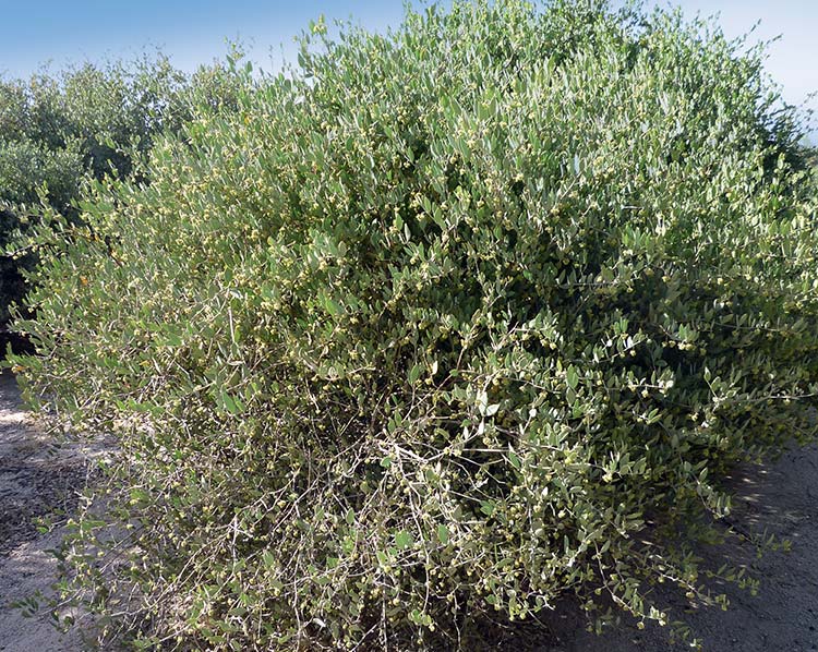 Le Jojoba