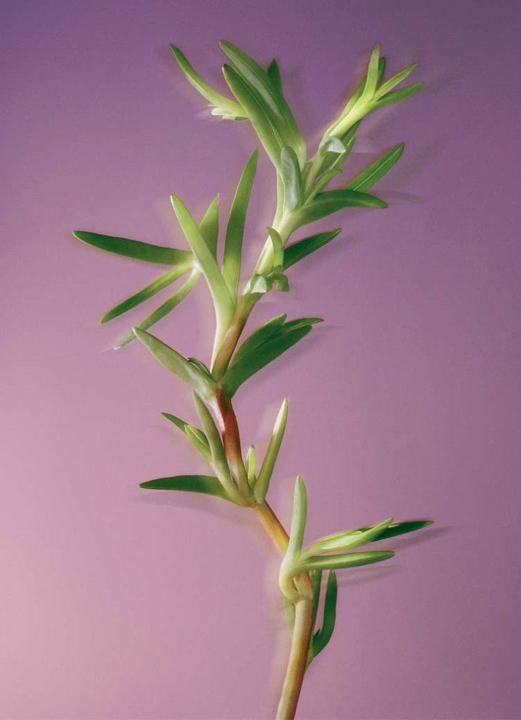 Edulis la plante par Yves Rocher