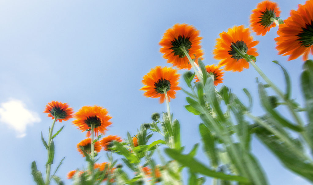 calendula vu en contre-plongée sous un ciel bleu par yves rocher