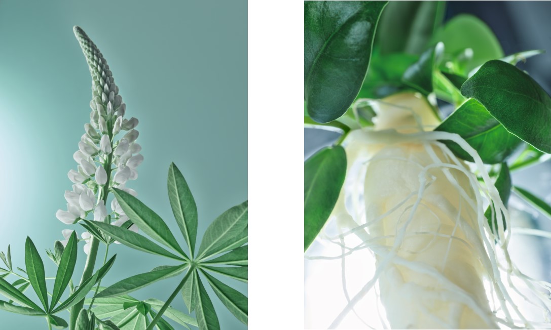 Lupin et Ginseng perte de densité Yves Rocher