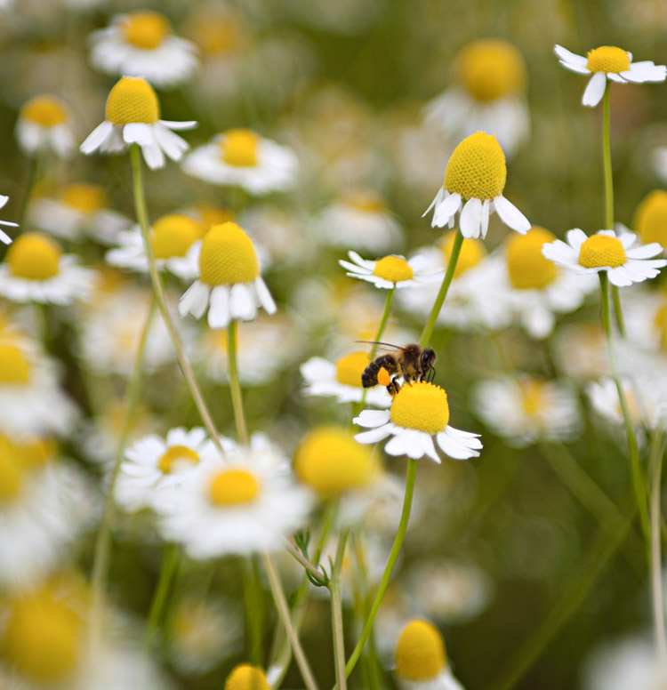 Are You Chamomile or Cornflower?