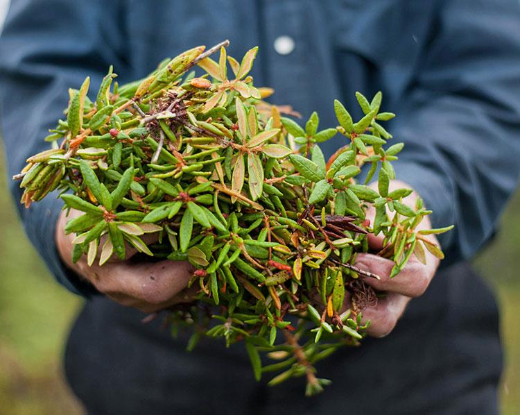 Have you heard of Labrador Tea?