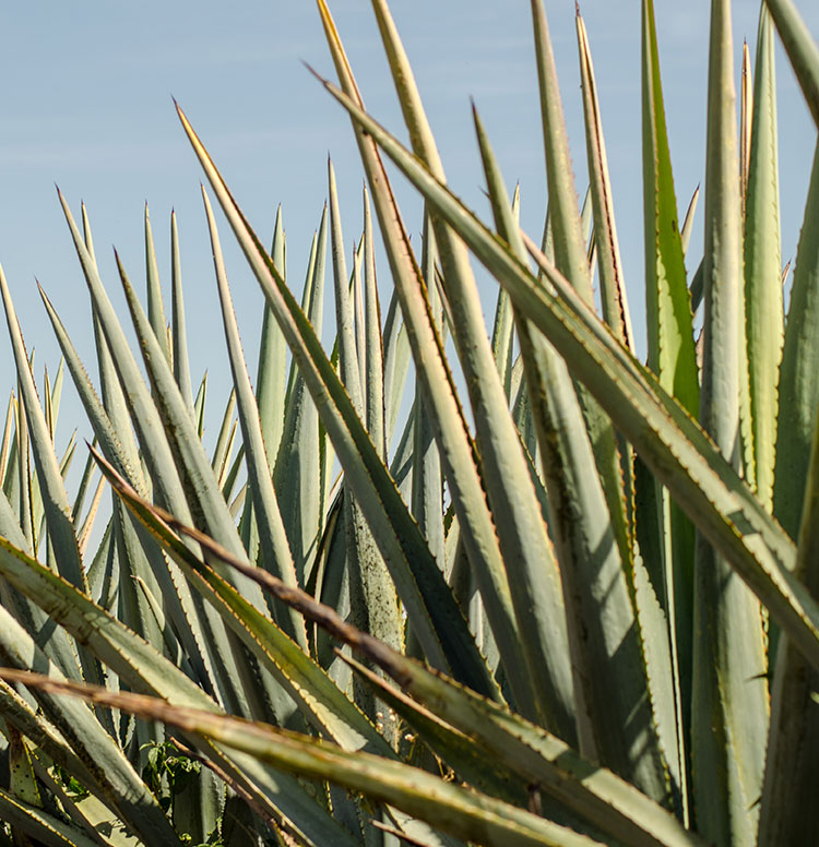 Agave: the new star plant of our haircare products!