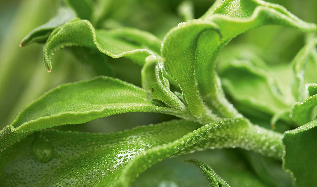 Ice Plant image, an ingredient used in Yves Rocher's Filler Végétal collection. 