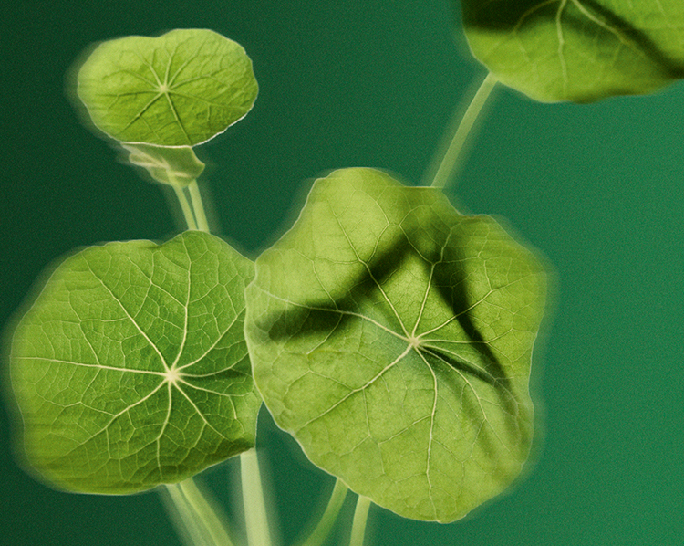Nasturtium