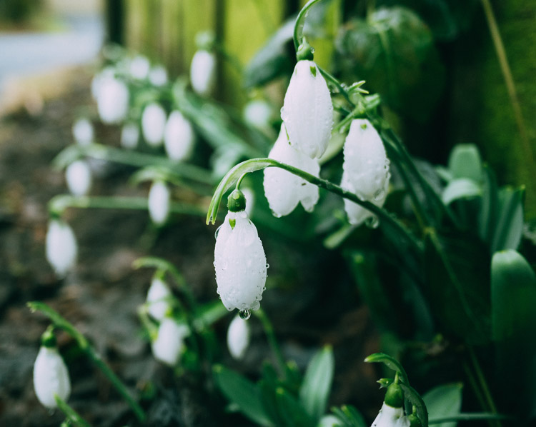Comment protéger mes plantes en hiver