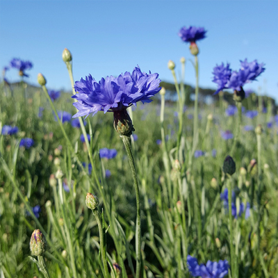Le Bleuet sowimage