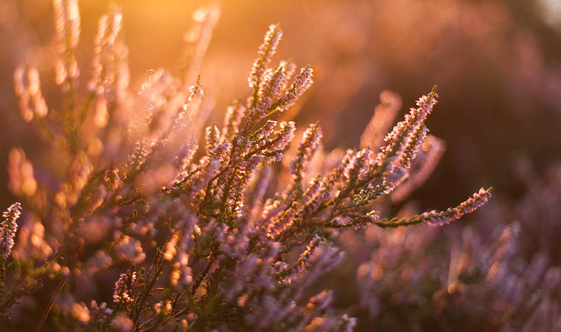 Entreprise à Mission sowimage