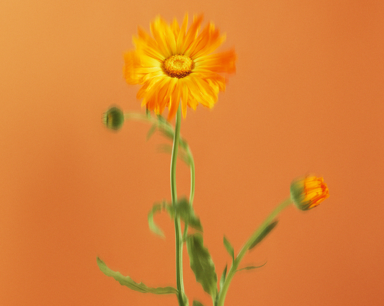 Le calendula