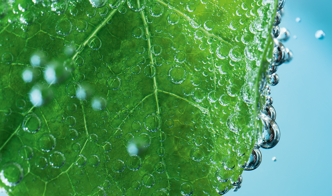 VISUEL 3 La Capucine_1100x652 sowimage