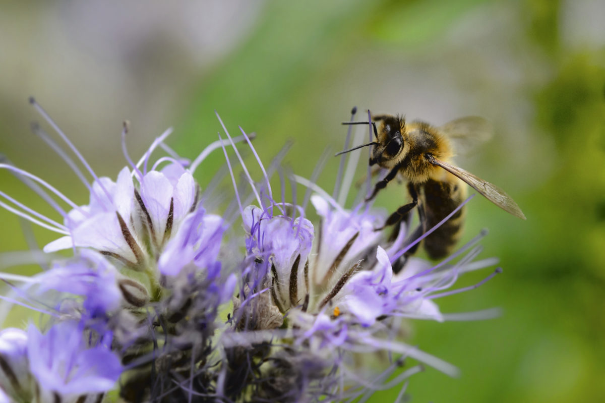 Das kannst du für einen effektiven Bienenschutz tun