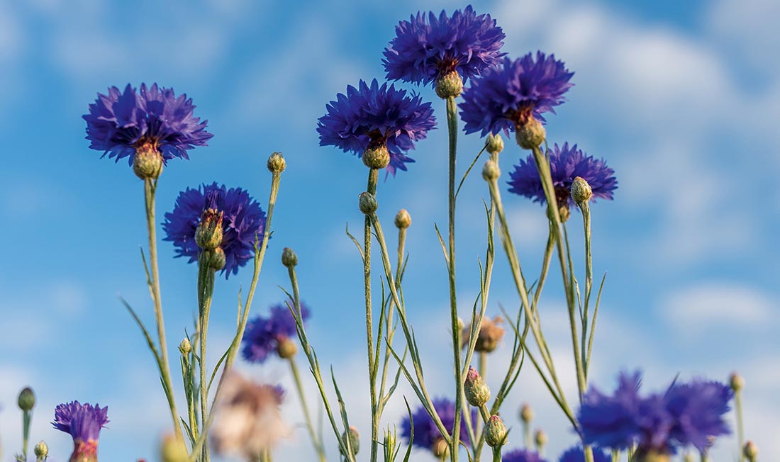 Unser Einsatz zum Schutz der Biodiversität