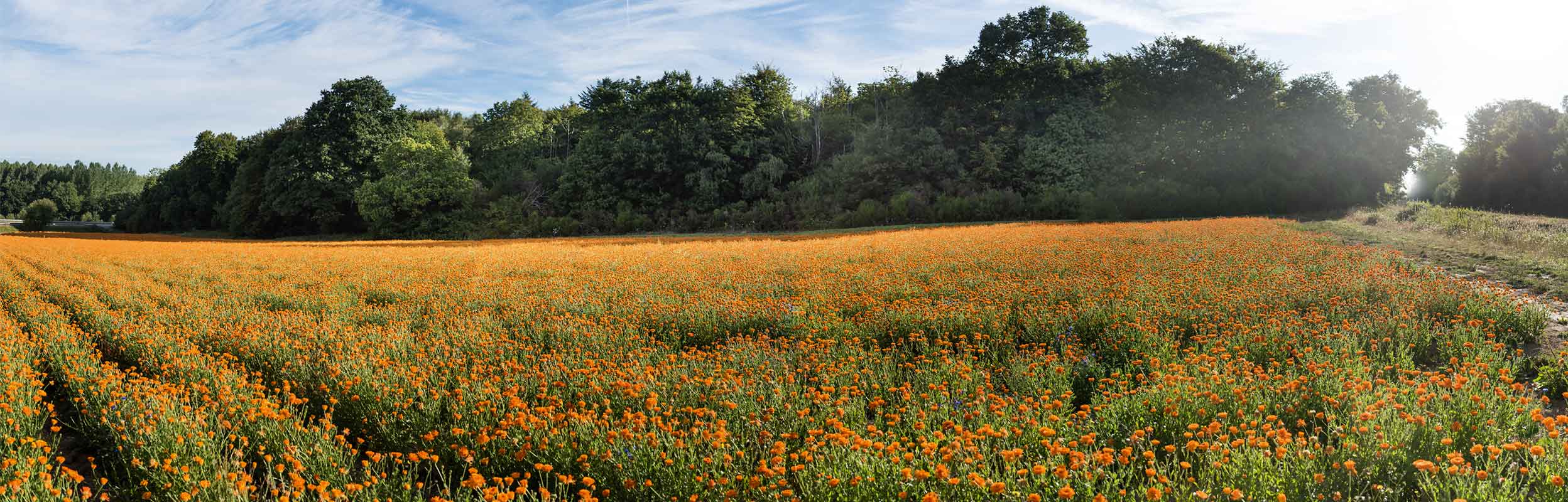 Blumenfeld in La Gacilly