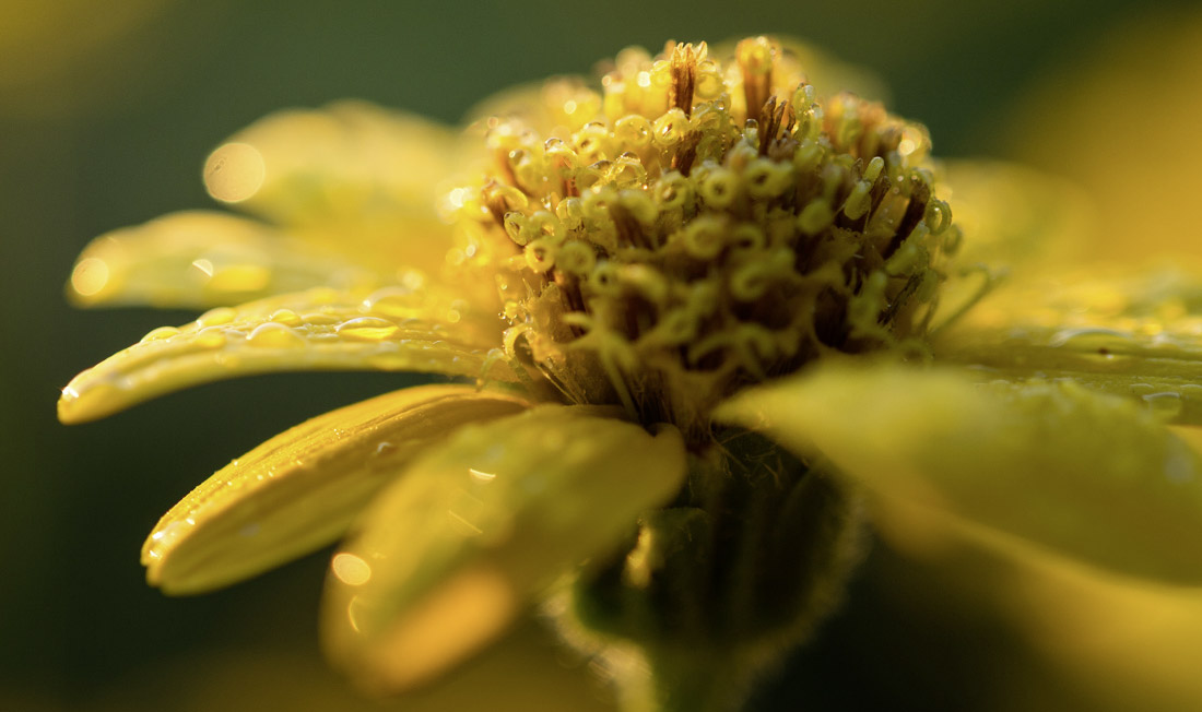 La_Gacilly_Blumen_Felder_Produkte_Anbau_Nachhaltigkeit sowimage