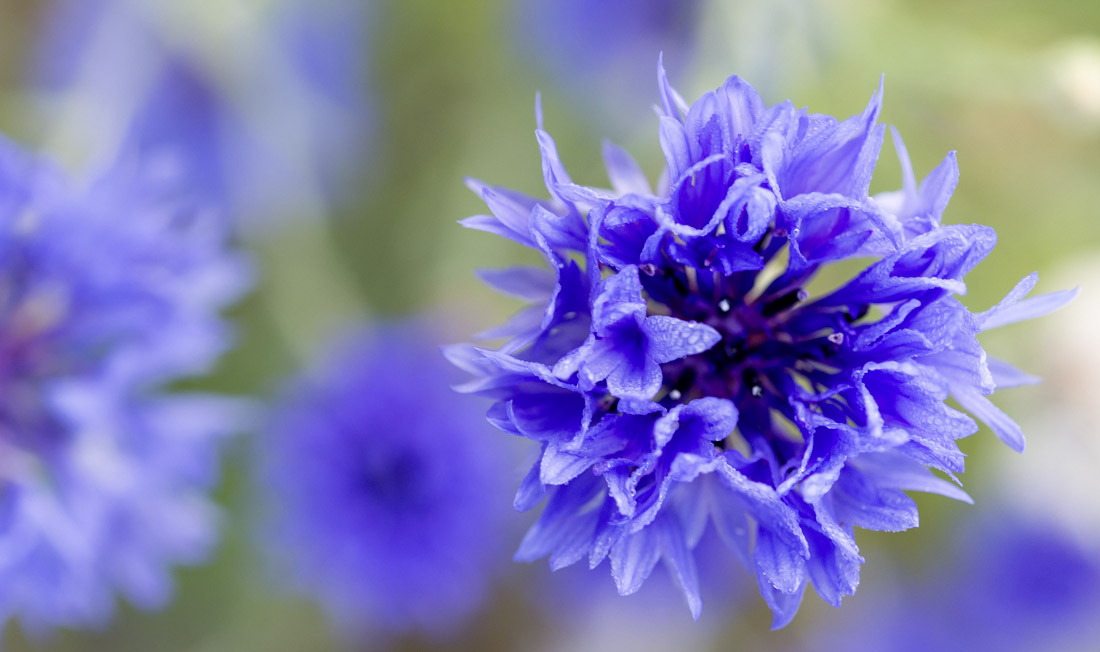 La_Gacilly_Blumen_Felder_Produkte_Anbau_Nachhaltigkeit sowimage