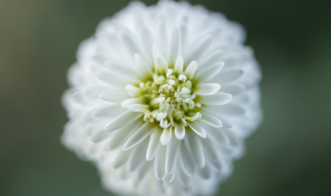 La_Gacilly_Blumen_Felder_Produkte_Anbau_Nachhaltigkeit sowimage