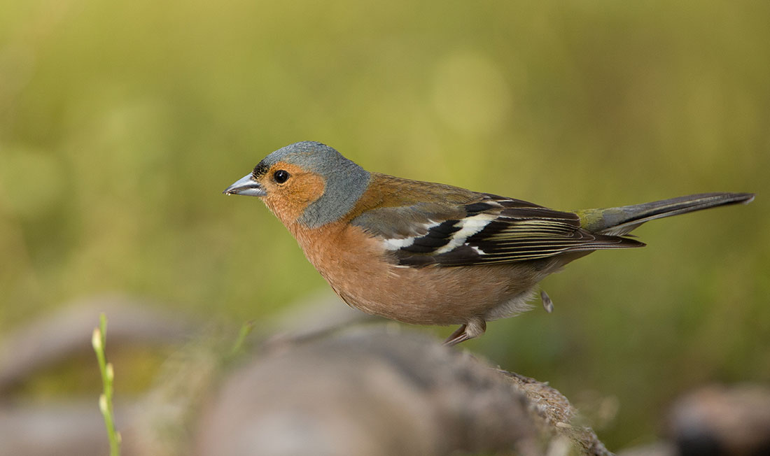 Ein Finke in der freien Natur sowimage