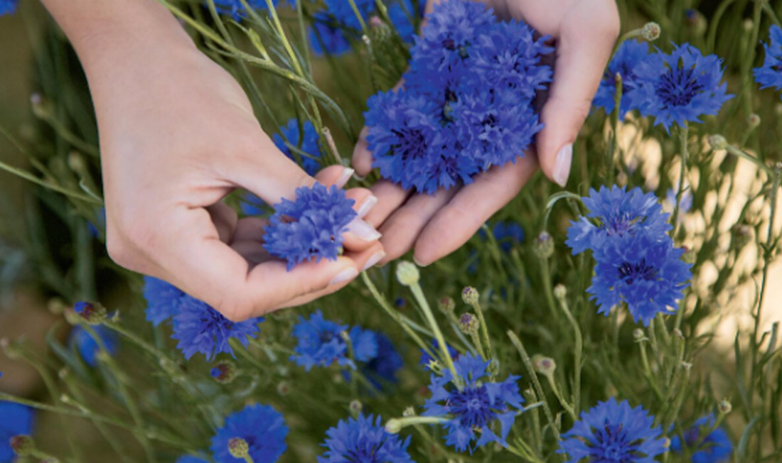 Kornblumen sowimage