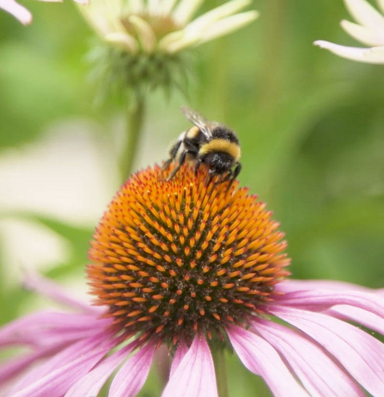 Yves Rochers botaniske have