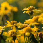Arnica La Gacilly