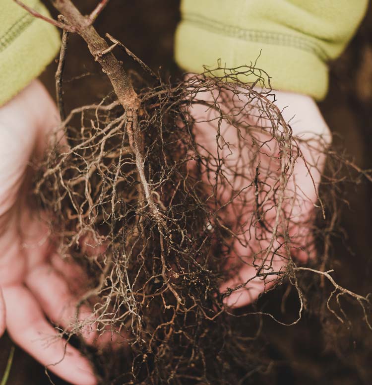 Plant for the Planet. Hvad har vi opnået i 2019?