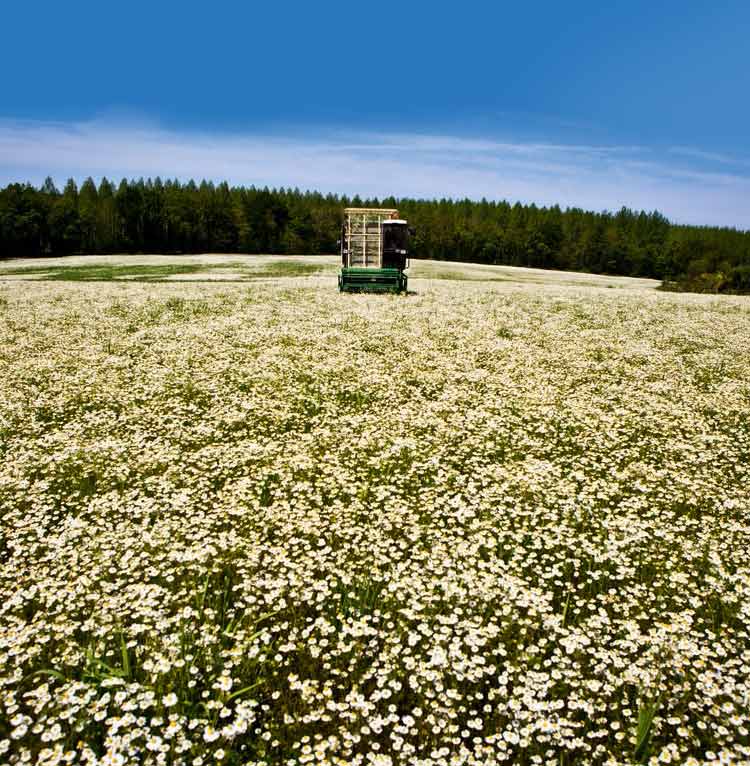 Botanikere, avlere, producenter og detailhandlende