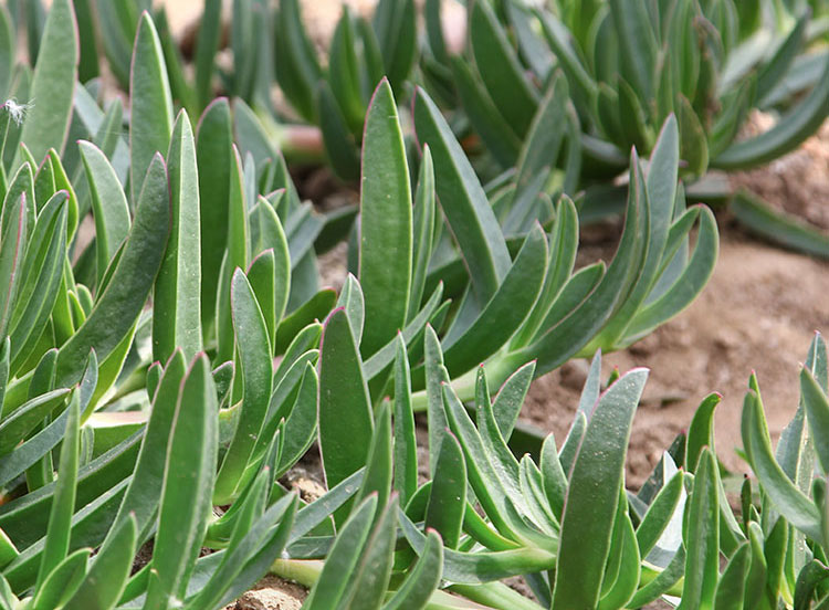 Activo Vegetal: edulis hidratante sowimage